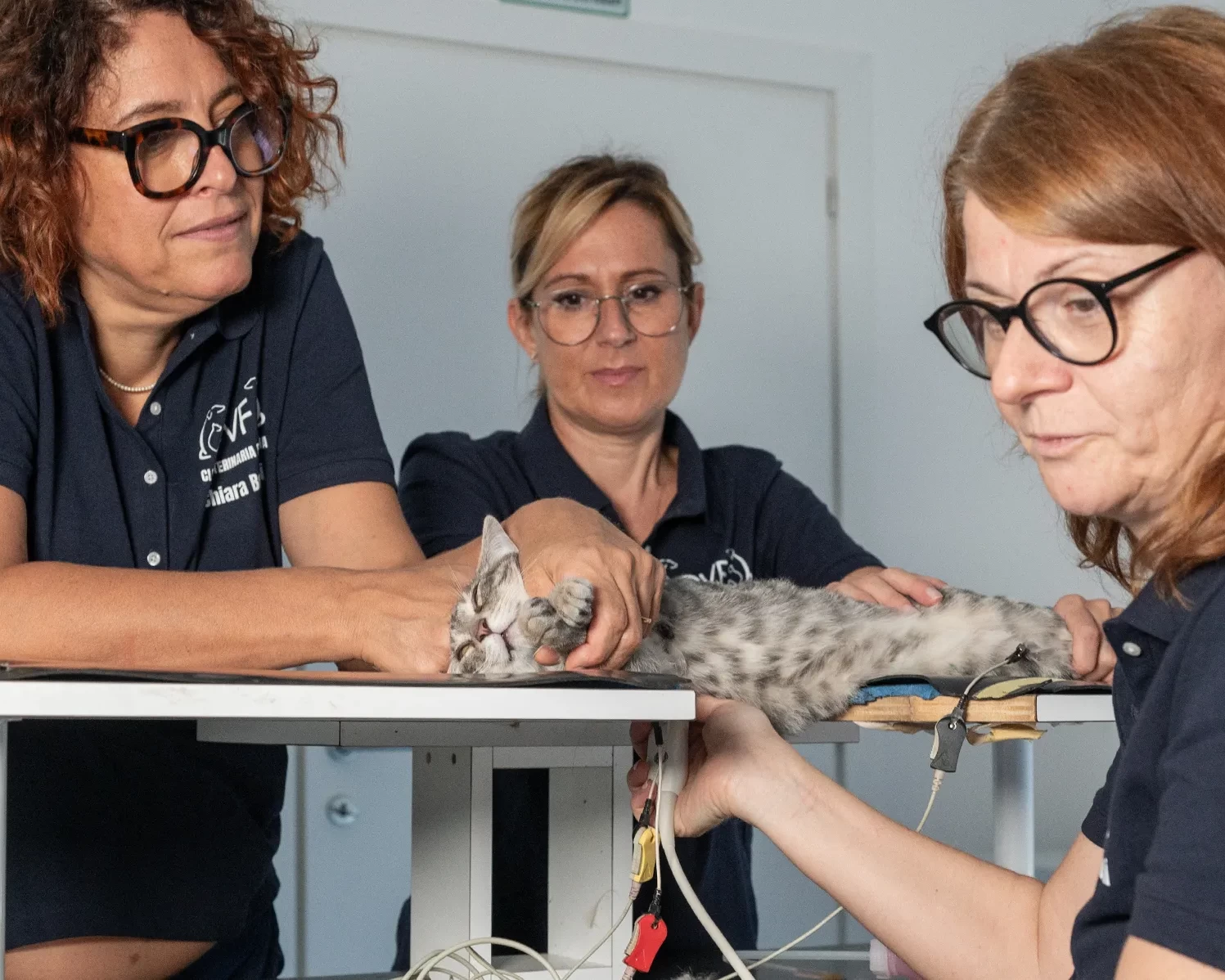 clinica veterinaria flaminia servizi header cardiologia veterinaria