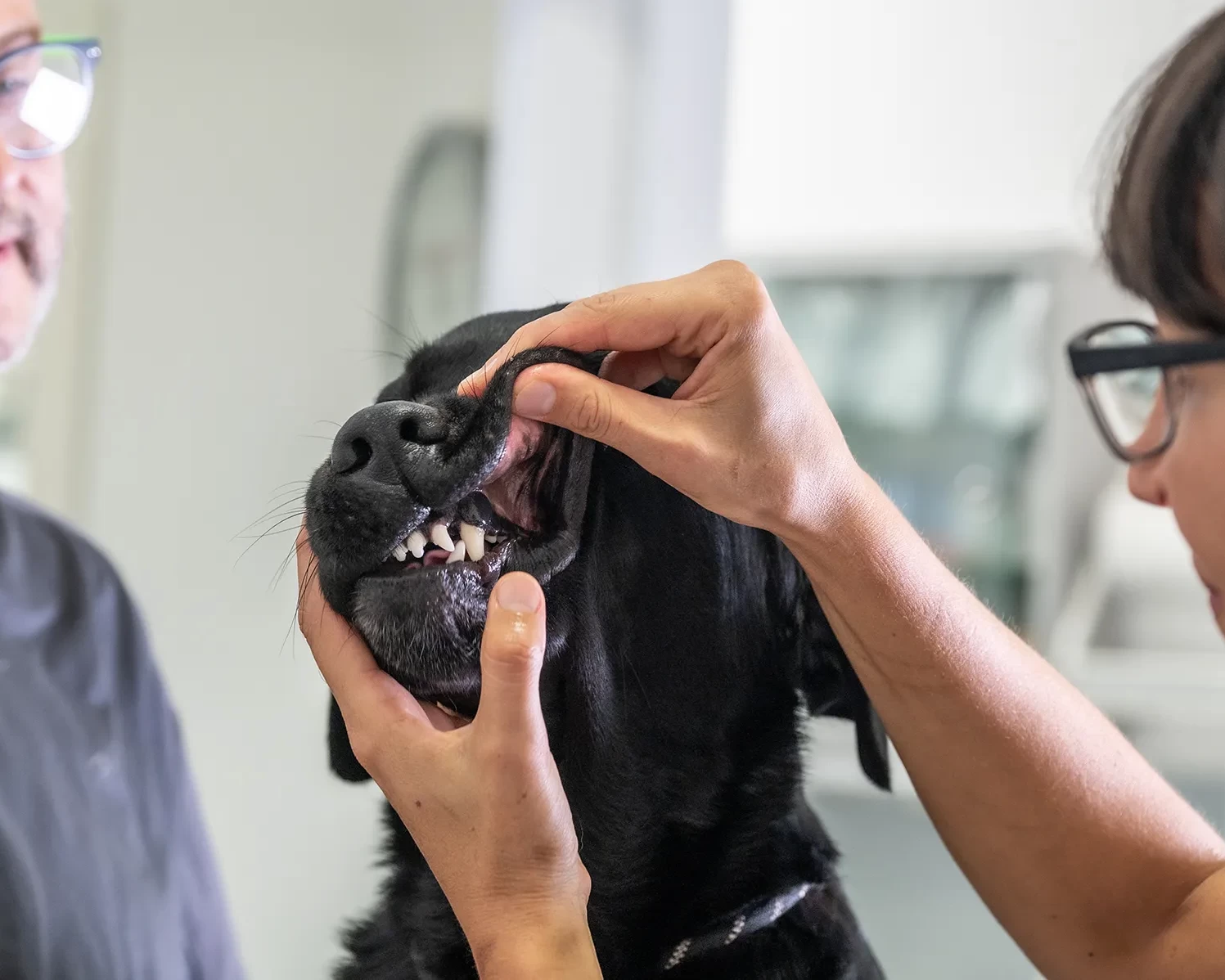 clinica veterinaria flaminia servizi header odontostomatologia veterinaria
